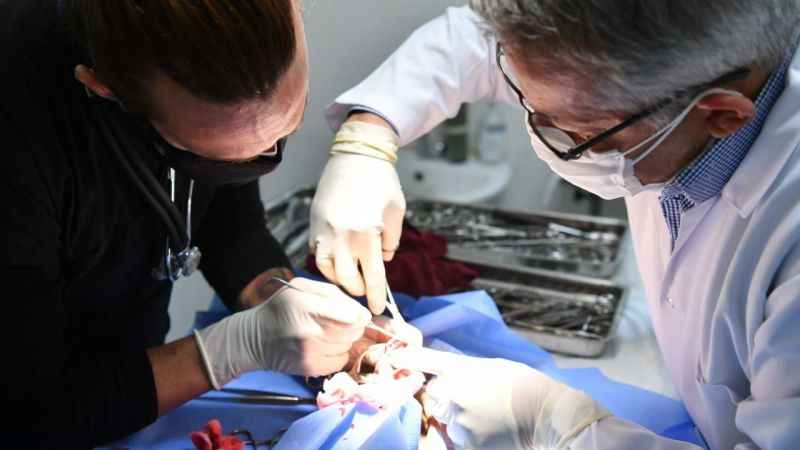 Beylikdüzü'nde patili dostlara sağlık ve barınma imkanı