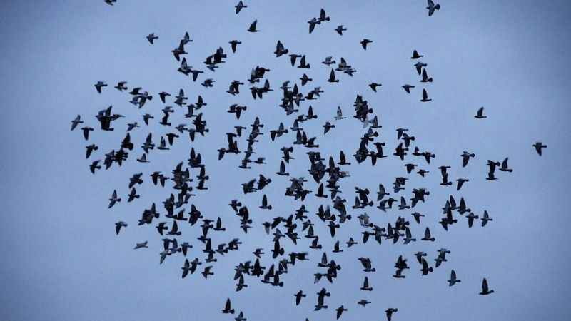 Sabiha Gökçen Havalimanı'nda uçuşlara kuş engeli