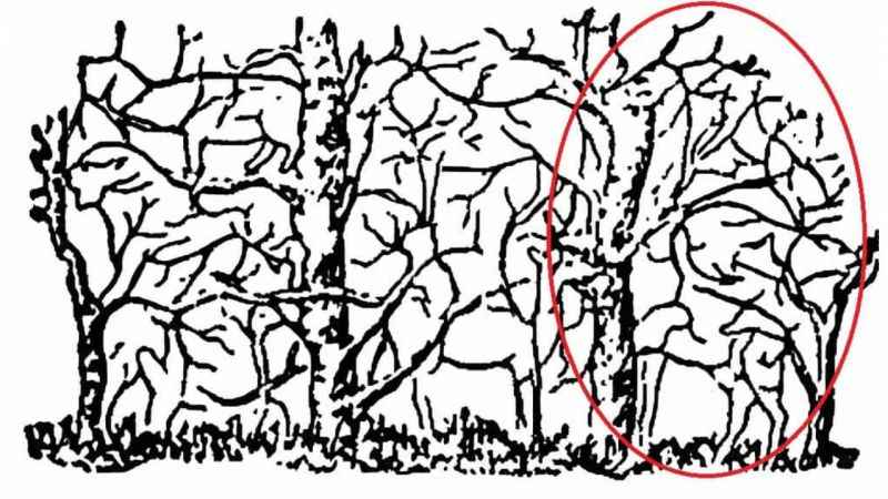 Bu resim çok karmaşık: Siz zürafayı bulabildiniz mi?