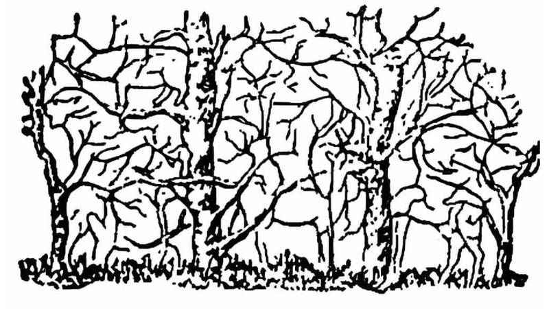 Bu resim çok karmaşık: Siz zürafayı bulabildiniz mi?