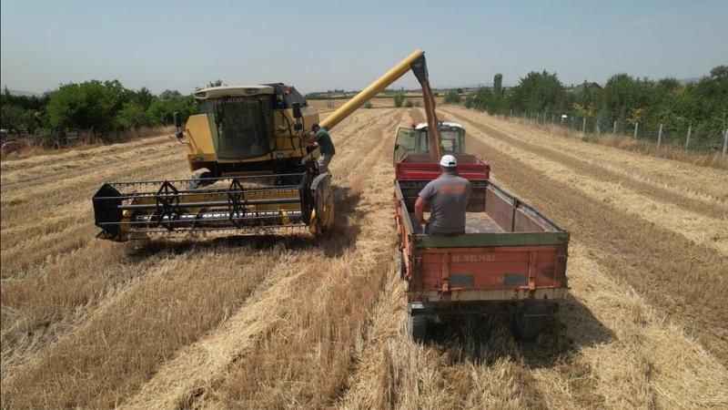 Kahramankazan'da buğday hasadı başladı