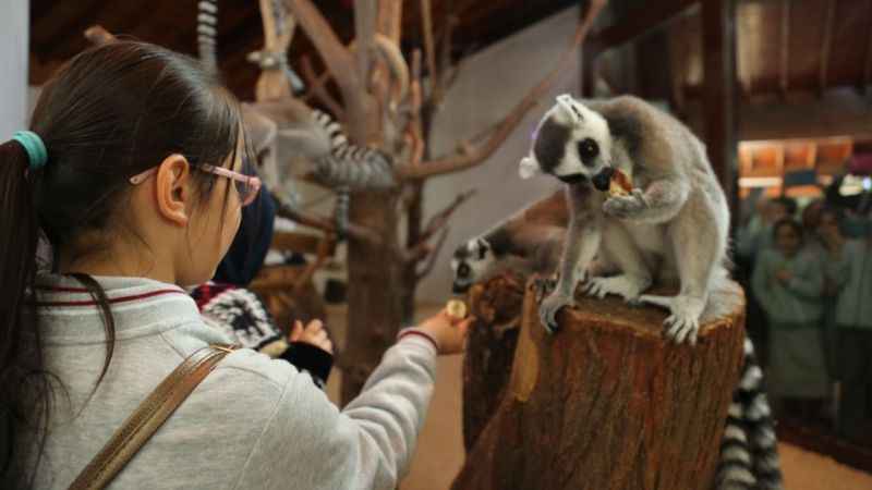 Bursa'da karne hediyesi: Ücretsiz Hayvanat Bahçesi gezisi!