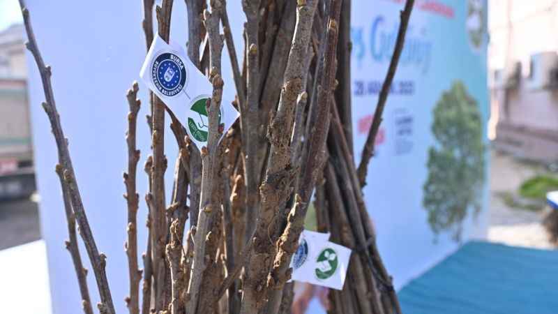 Bursa'da çiftçilere kestane fidanı desteği