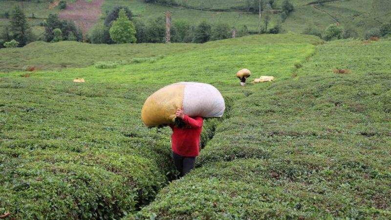 30 bin çay üreticisinin mağduriyeti giderildi