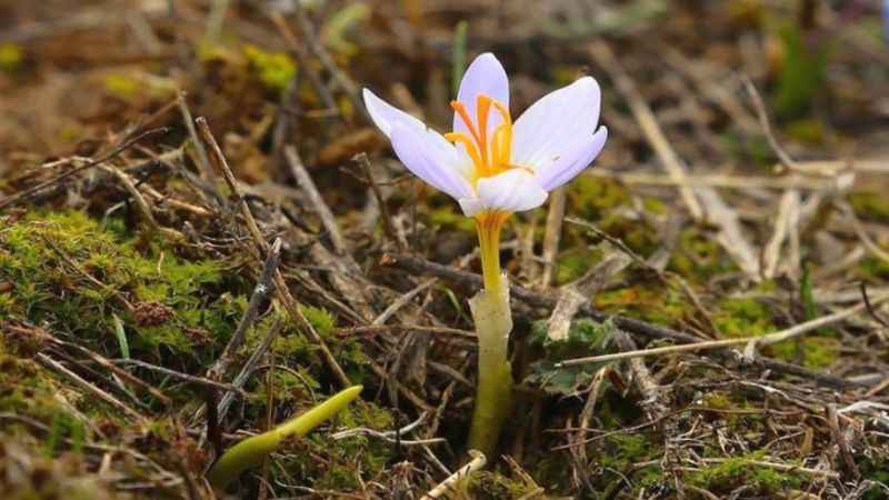 Son Cemre toprağa düştü