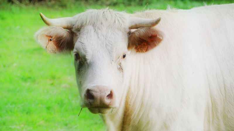 Kurbanlıklarda şap uyarısı