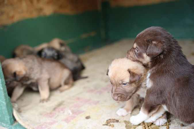 Sokak hayvanlarına yepyeni bir doğal yaşam alanı