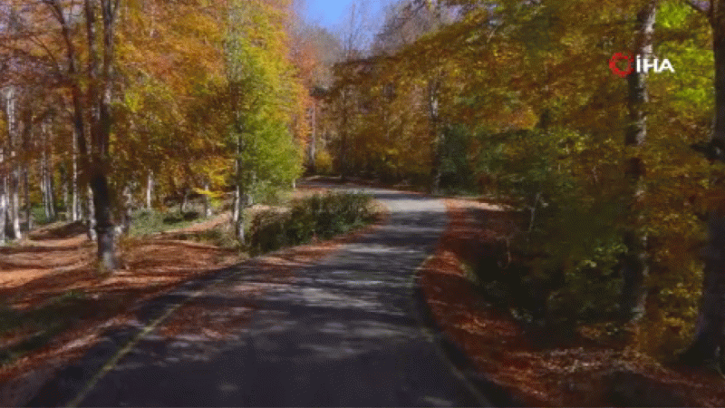 Türkiye'nin en büyük blok ormanlarına girişler 3 ay yasaklandı