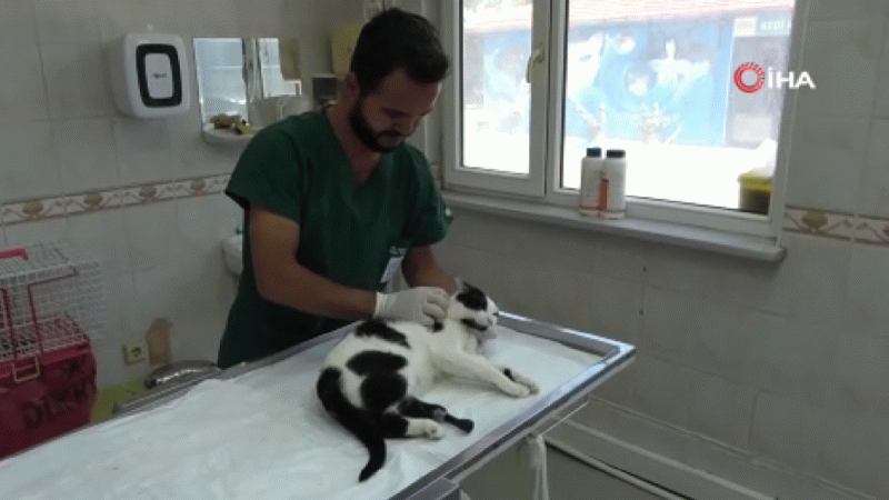 3D yazıcı ile üretilen protezler sokak hayvanlarına umut oluyor