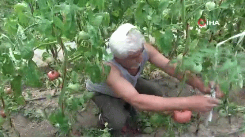 Kimsenin kullanmadığı tohumları kullandı, aldığı sonuç hayrete düşürdü
