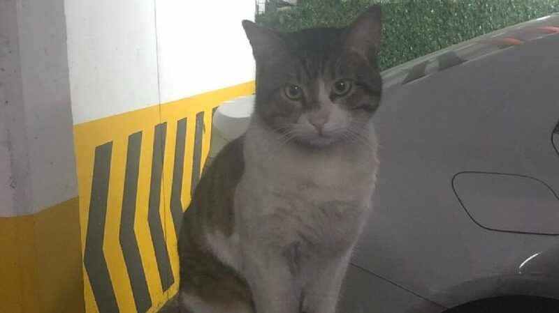 Kedi Eros’u darp ederek öldüren İbrahim Keloğlan hakkındaki karar kaldırıldı