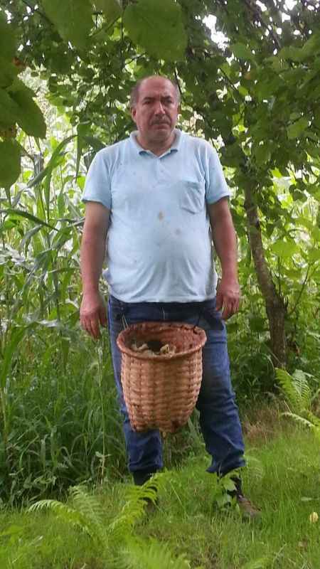 Giresunlu fındık üreticilerinin endişesi serbest piyasada oluşacak fındık fiyatı