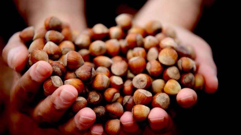 9 aylık fındık ihracatı 1,5 milyar dolara yaklaştı