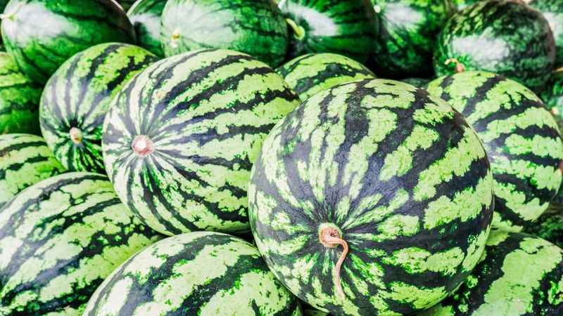 Karpuz nasıl seçilir? Karpuz hakkında ilginç bilgiler