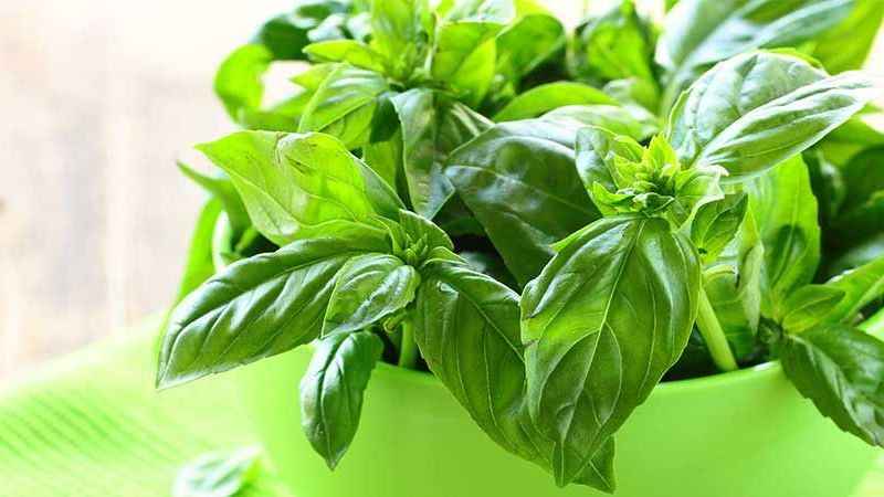 Bitki deyip geçmeyin! Tam bir sivrisinek savar