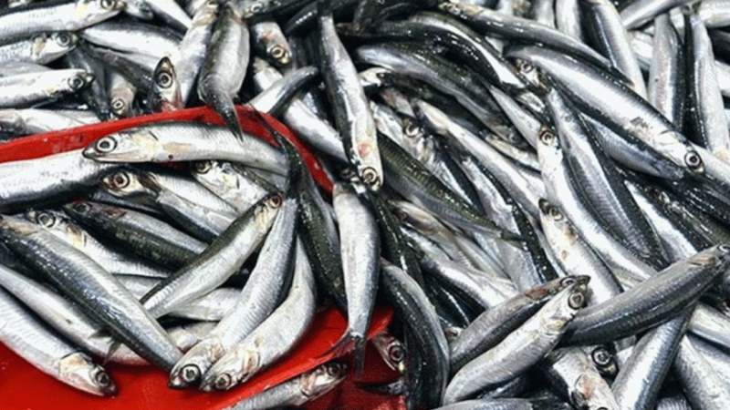 Av yasağı bitti, sezonun ilk balıkları avlandı