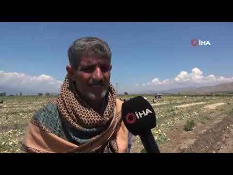 Hasat başladı, soğan fiyatları düşüyor