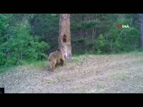 Kars’ta boz ayıların ormanda dansı fotokapana yansıdı