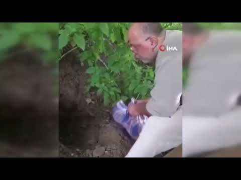 Beyoğlu’nda İBB aracının ezdiği kedi öldü: Esnaf kediyi defnetti