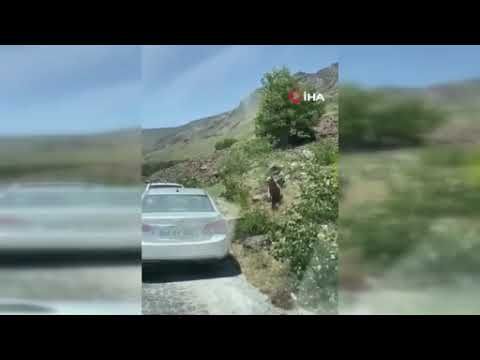 Nemrut’ta ayılar bu kez yol kesip arabaların üstüne çıktı