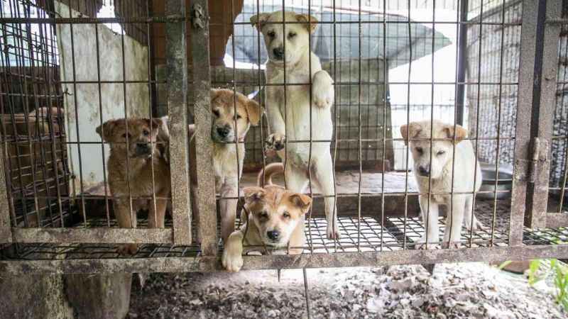 Güney Kore'de köpek eti ticareti yasaklandı