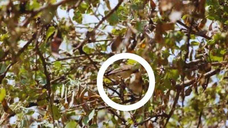 IQ seviyesi 200 olanlar görebiliyor! Resimdeki kuşları görmek dahilerin işi!