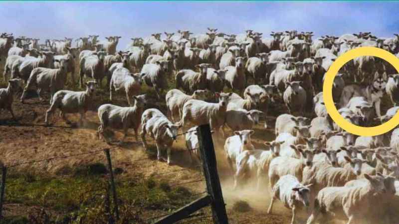 İşte zorlu bir test daha! Koyunların arasındaki huskyi gördünüz mü? IQ seviyesi 200’müş…