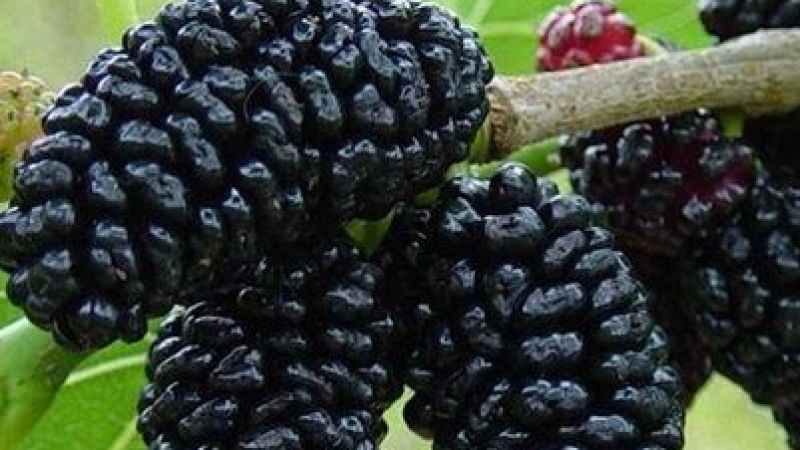 Mucize besin karadutun faydaları