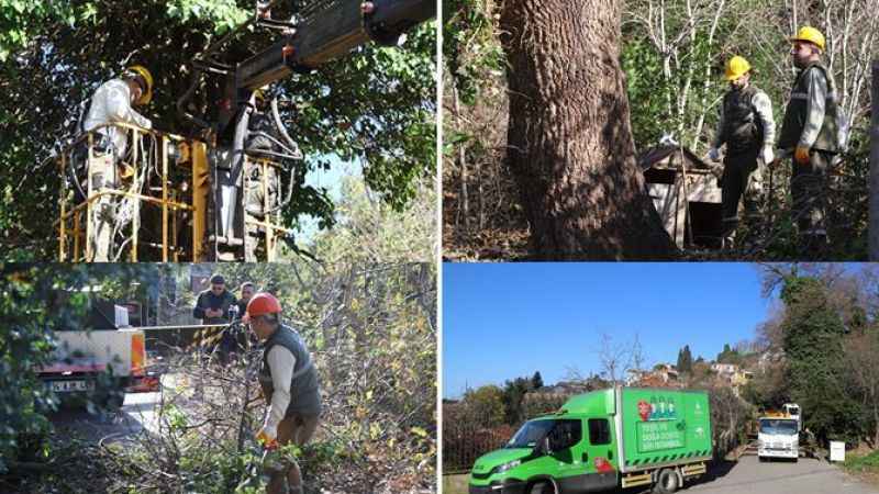 Kartal'daki asırlık ağaçlara özenle bakılıyor