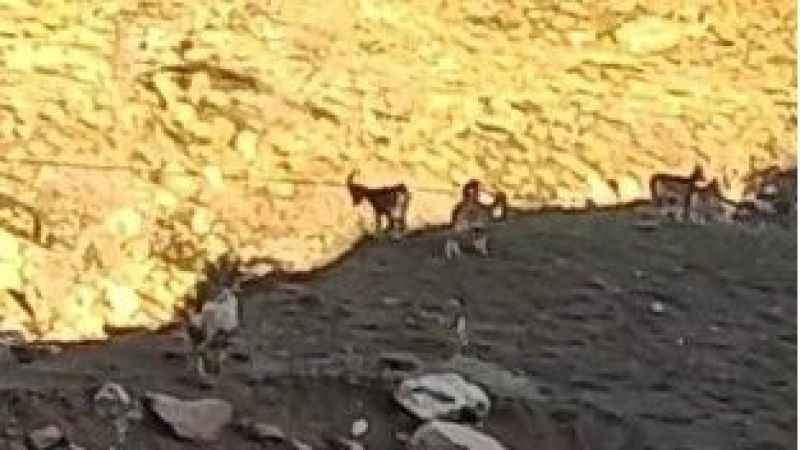 Yüksekova-Van karayolunda sürü halinde dağ keçisi görüntülendi