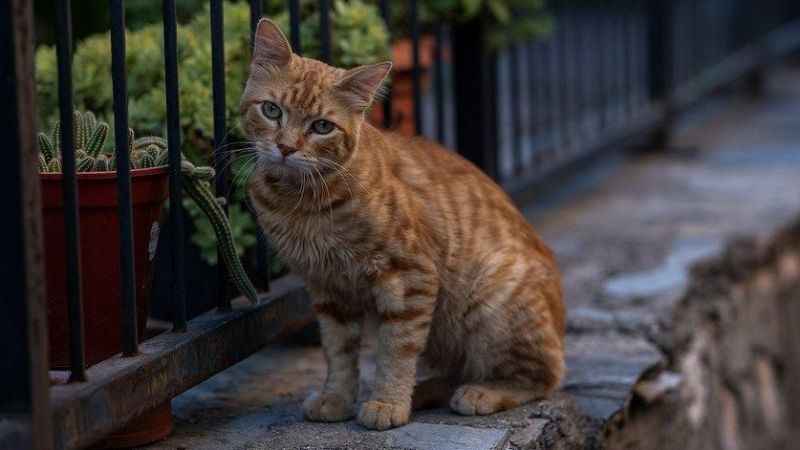 Kedileri öldürüp restoranda çorba olarak servis ediyordu