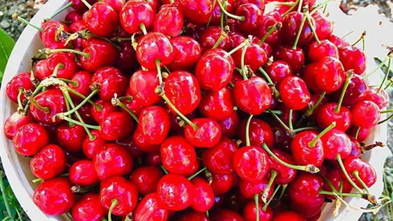 Sezonun ilk kirazı çıktı