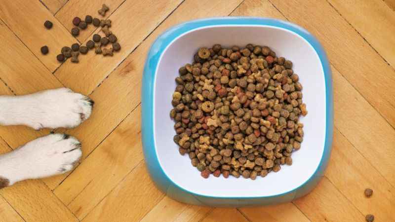 Rusya'da evcil hayvan sahiplerine üzücü haber