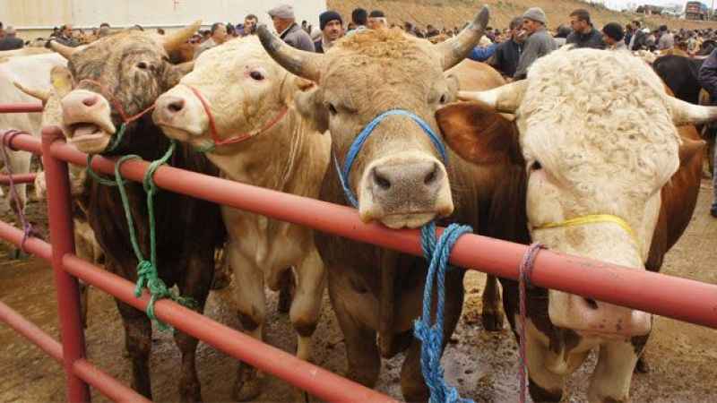 Kurbanlık fiyatları açıklandı