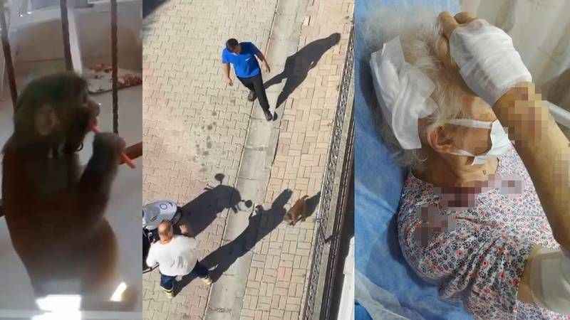 İstanbul’da maymun dehşeti