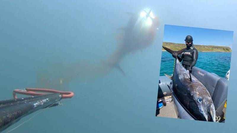 Zıpkınla 100 kiloluk orkinos avladı