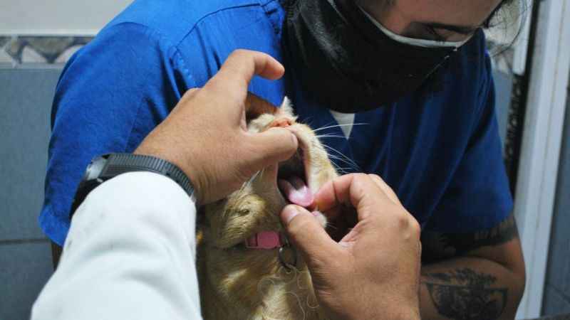 Göktürk Pati Kliniği ve Patili Park açılıyor!