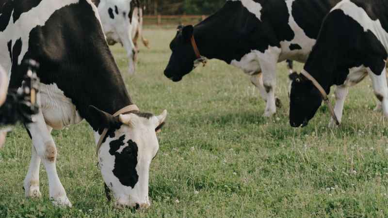 Kurban etine çıplak elle dokunmayın