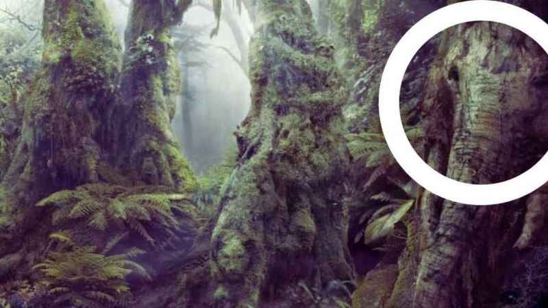 Sadece IQ’su 150 olanlar görüyor! Resimde gizli hayvanlara bakın…