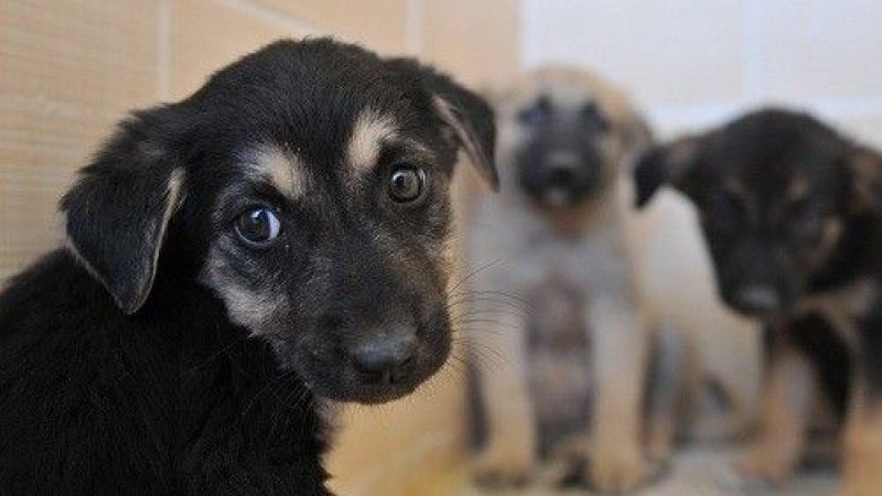 Sağlık Bakanlığı’dan 81 ile talimat: "Hastanelerde sahipsiz hayvan olmayacak"