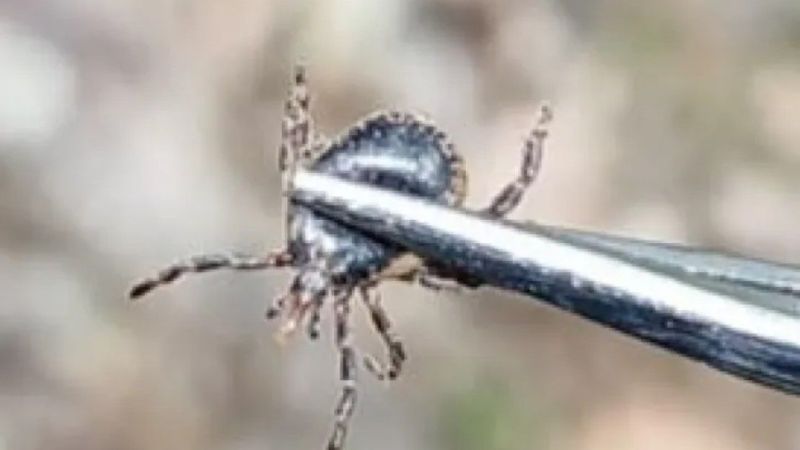 Çankırı’da kene can aldı