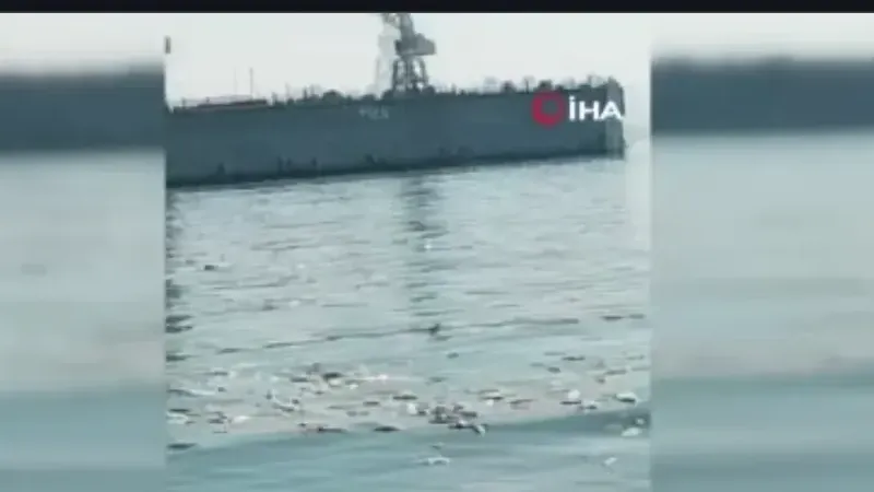 İzmir Körfezi’nde bilindik manzara: Yine binlerce ölü balık görüldü