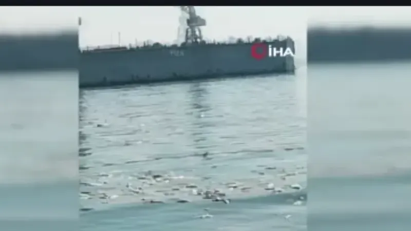 İzmir Körfezi’nde bilindik manzara: Yine binlerce ölü balık görüldü