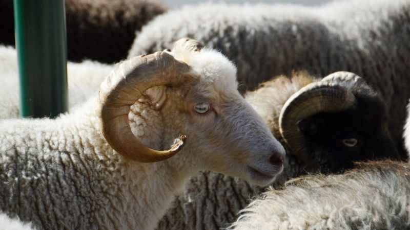 Acemi kasaplara uyarılar