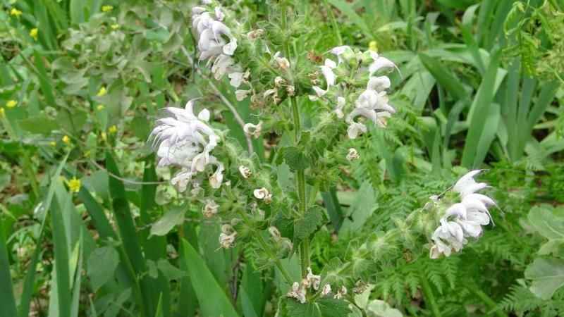 Bu çiçeği koparana 244 bin 315 lira ceza veriliyor