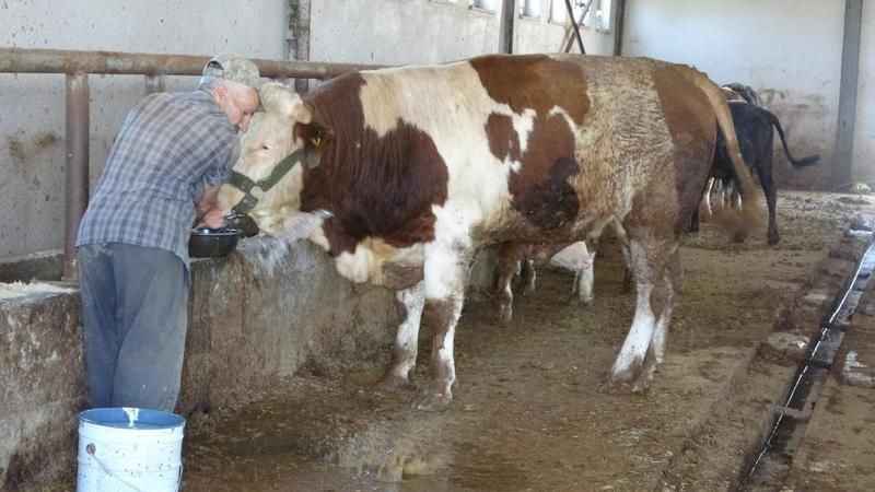 1 tonluk 'Şövalye' isimli tosun alıcısını bekliyor