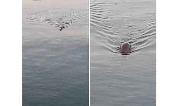 Marmara Denizinde anavatanı Güney Amerika olan su maymunu görüntülendi