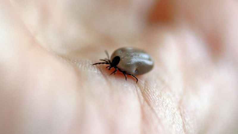 Amasya'da kene can aldı