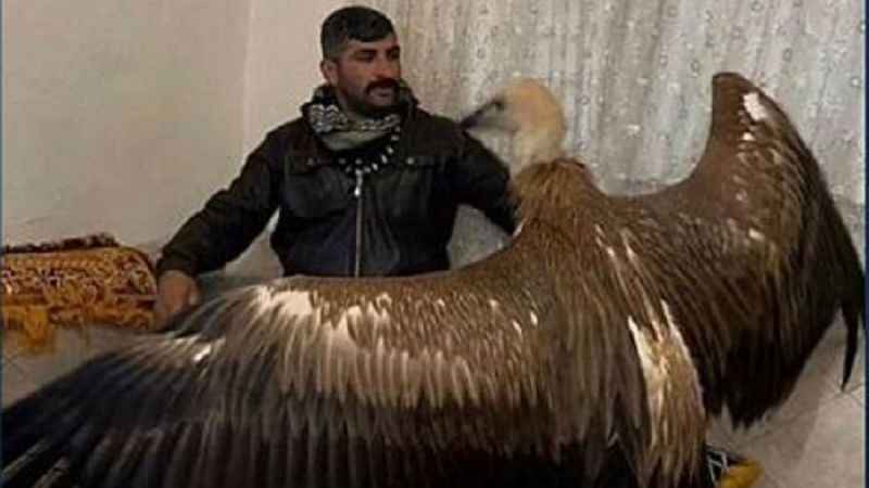 Tarlada bulduğu Akbaba'yı evine getiren vatandaş: İyi anlaşıyoruz!