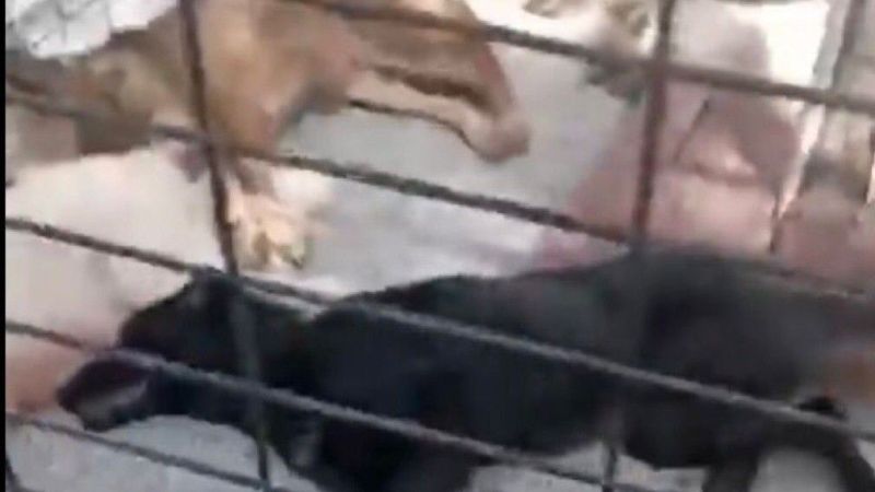 Osmangazi Belediyesi’nden hayvan katliamı!